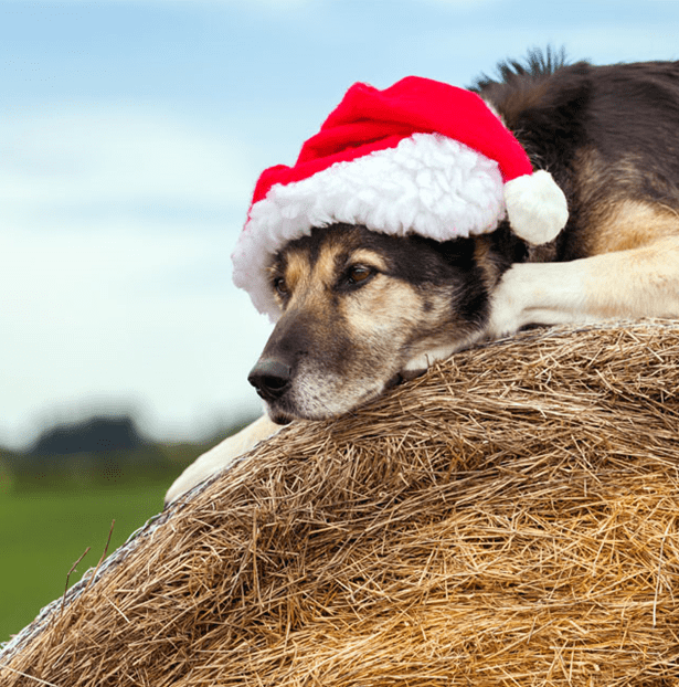 The do’s and don’ts of holiday sale specials